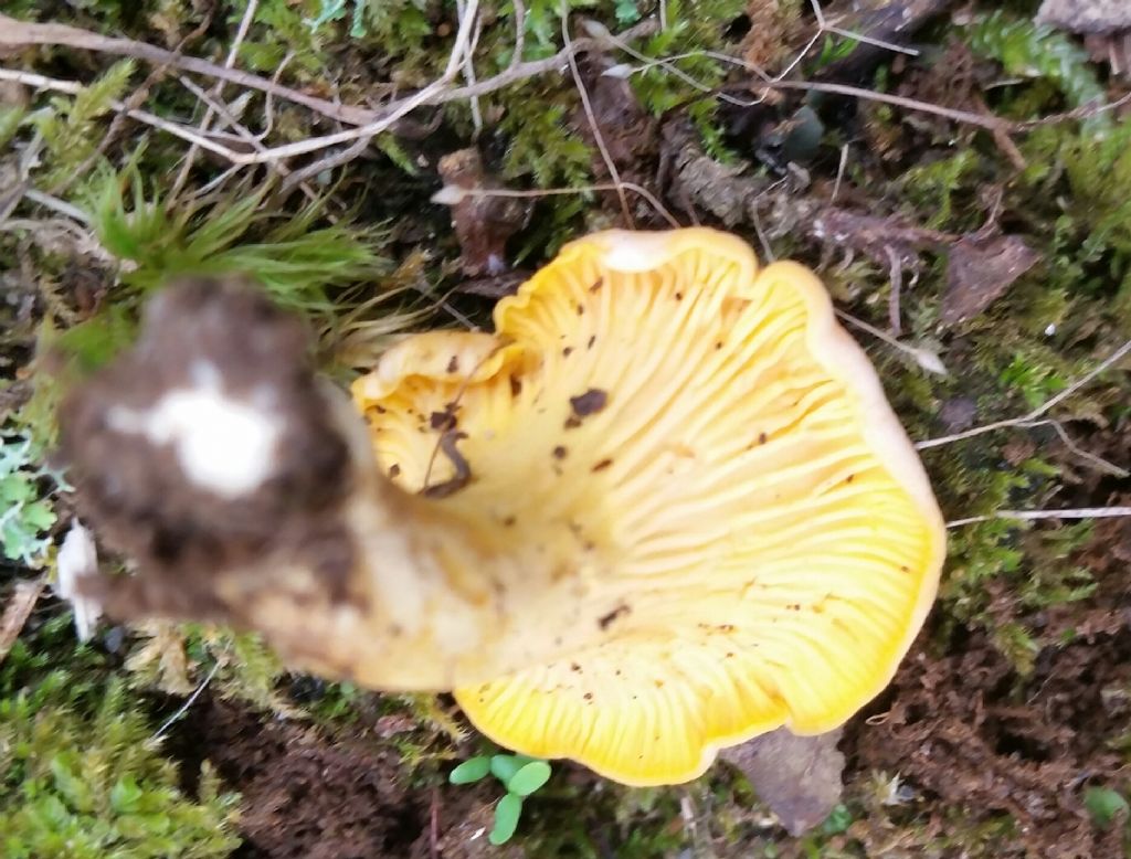 Cantharellus cibarius?